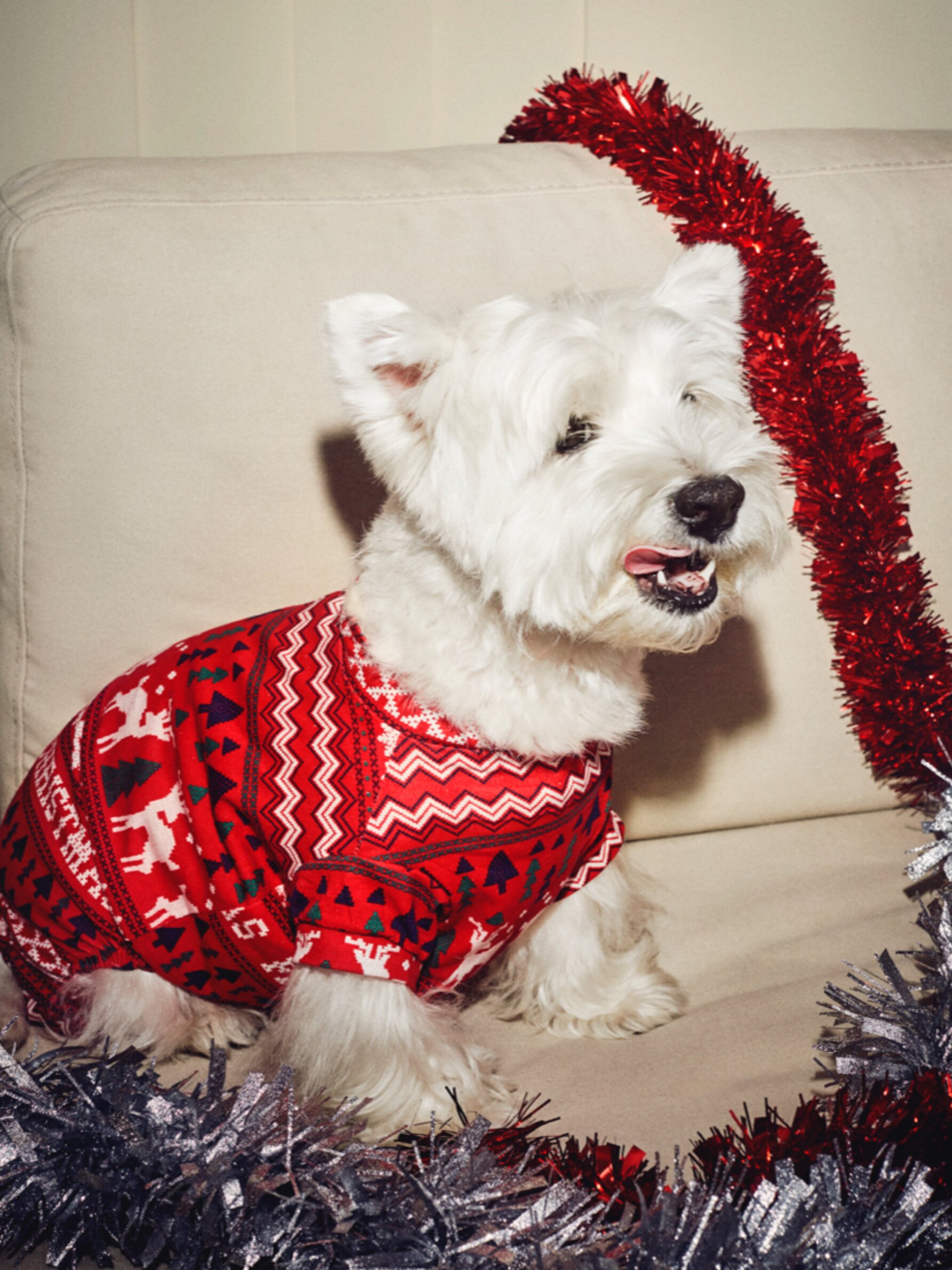 Pet Christmas family pyjamas Lefties UAE Dubai Sharjah