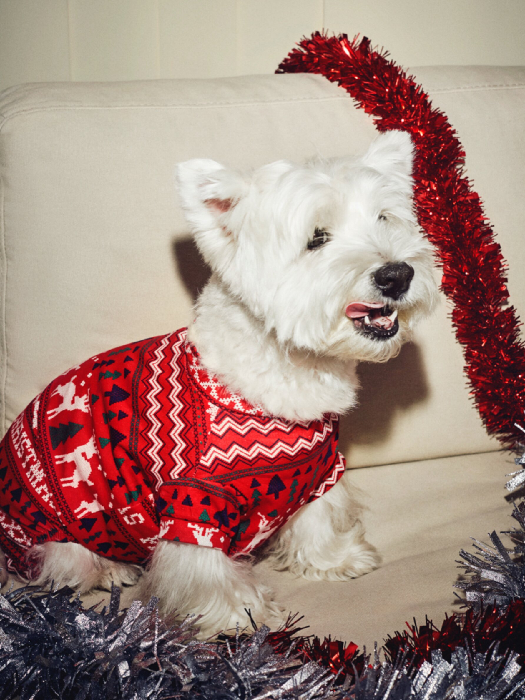 West highland terrier outlet pyjamas