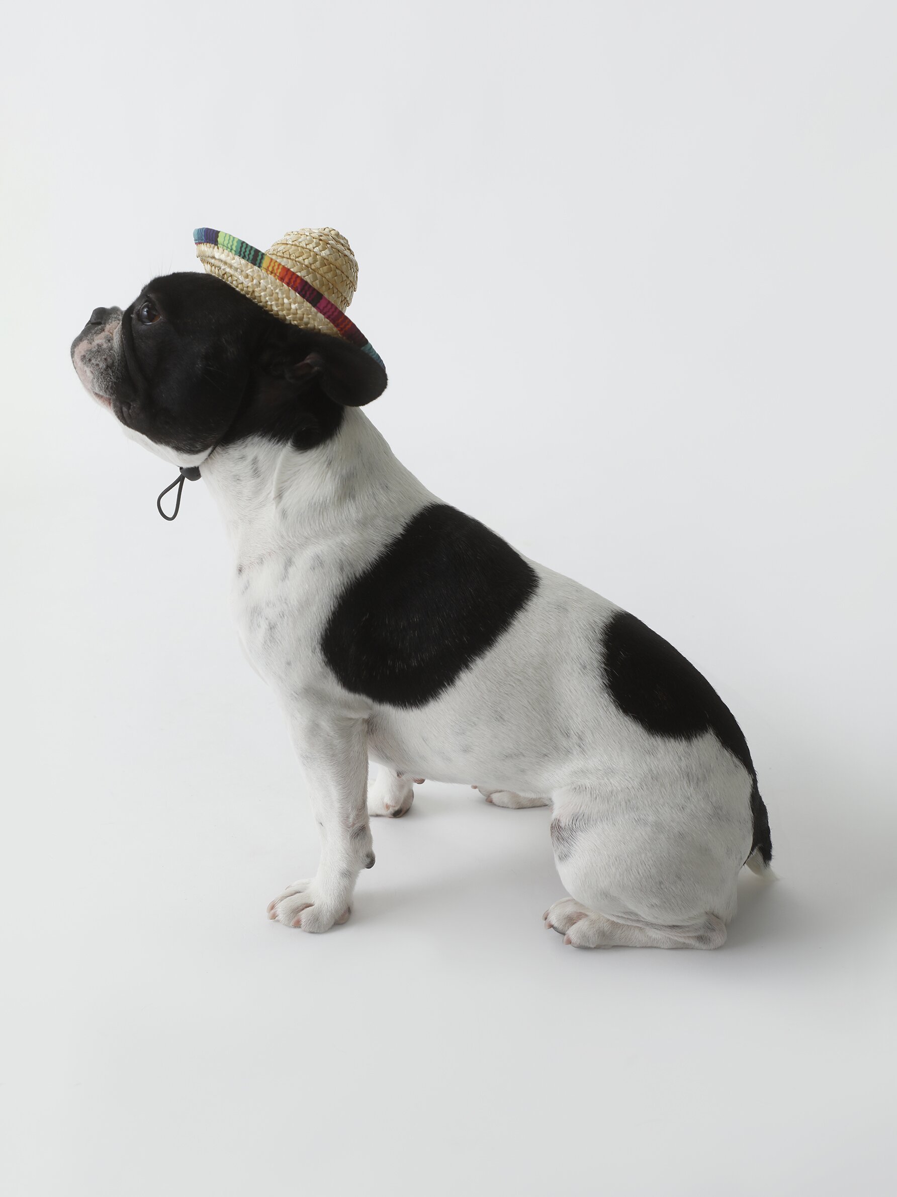 Mexican hat for clearance dogs