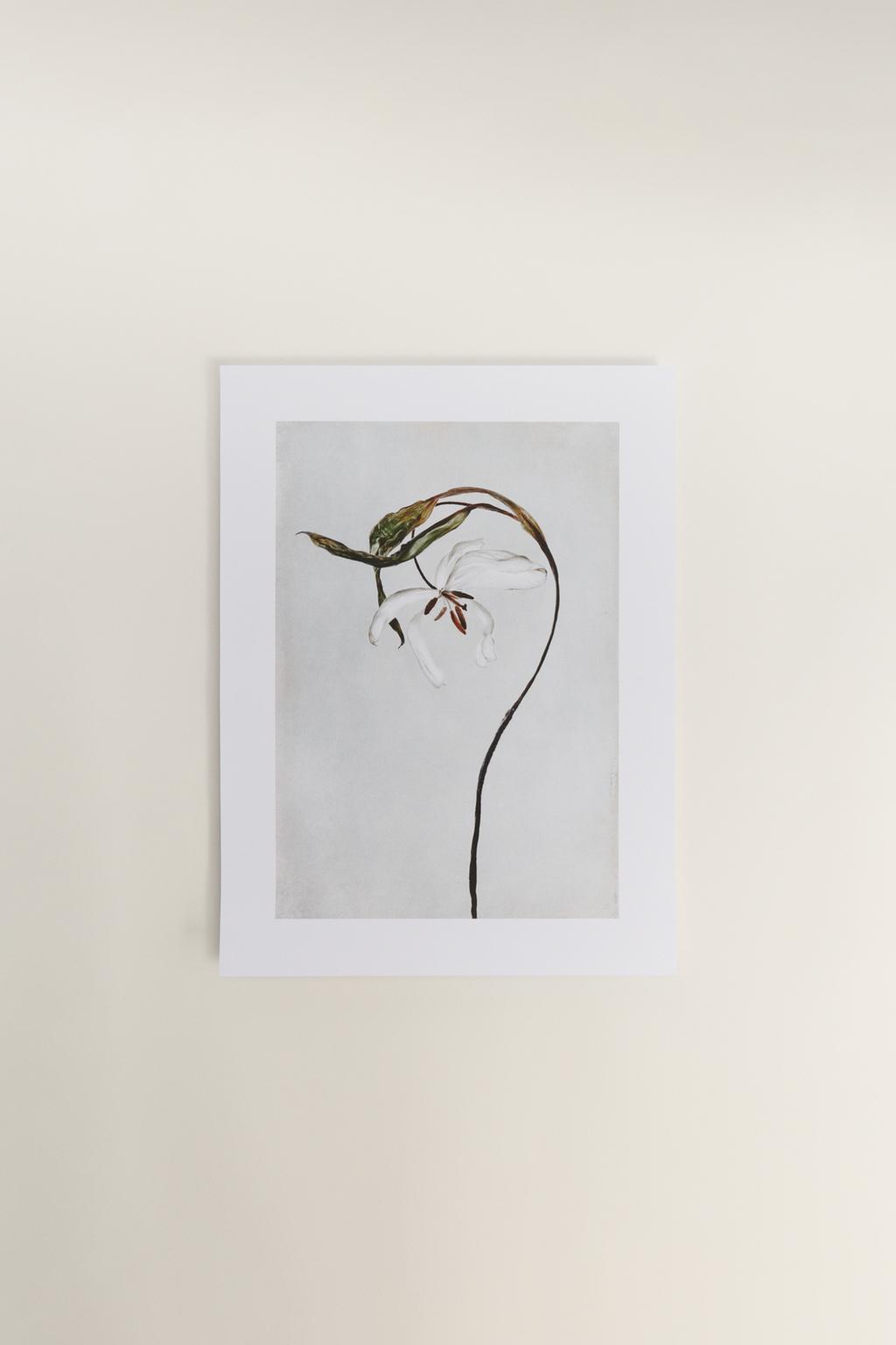 Póster flor blanca POSTERY (30 x 40 cm)